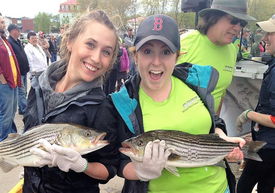 Miramichi striped bass