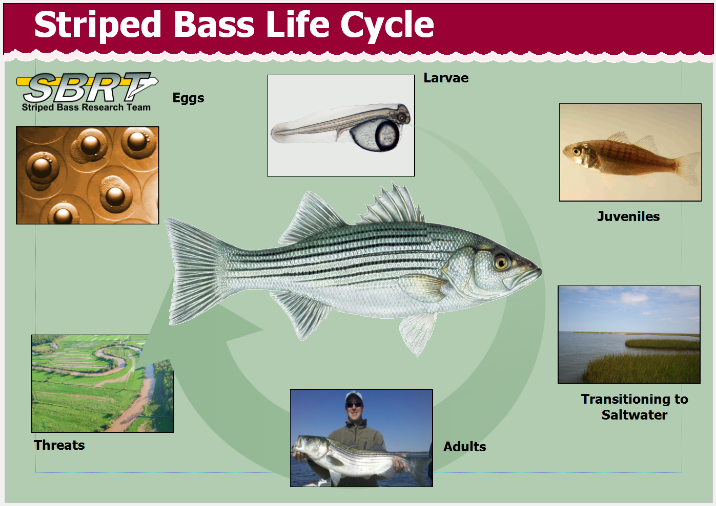 Life Cycle - Striped Bass Research Team