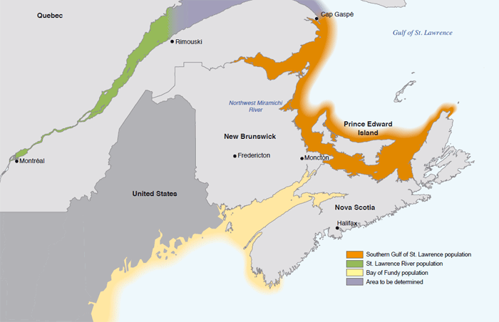 Quebec and New Brunswick, two destinations for striped bass fishing