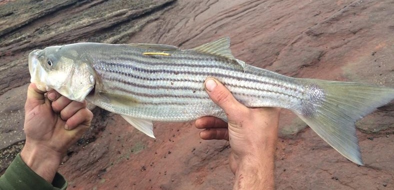 Nova Scotia Striped Bass